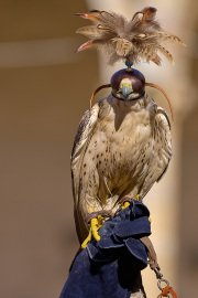 Palio del Ticino Falconeria