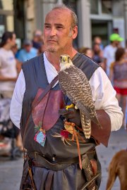 Palio del Ticino Falconeria