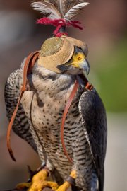 Palio del Ticino Falconeria