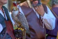 Palio del Ticino Falconeria