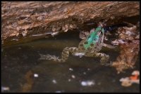 rana verde - pelophylax esculentus