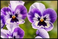 Cose della Natura