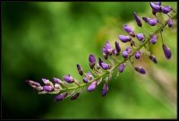 Cose della Natura