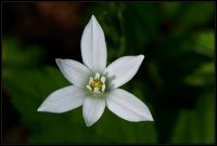 Cose della Natura