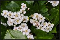 Cose della Natura