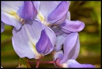 Cose della Natura