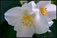 Cose della Natura