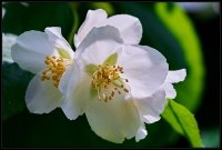 Cose della Natura