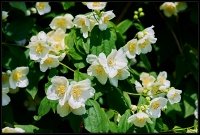 Cose della Natura
