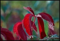 Cose della Natura