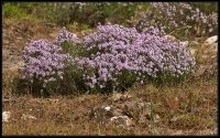 Cose della Natura