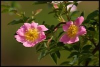 Cose della Natura