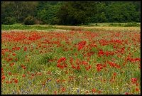 Cose della Natura