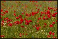 Cose della Natura