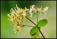 Cose della Natura