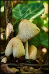 Cose della Natura