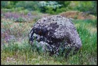 Cose della Natura