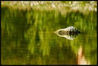 Cose della Natura