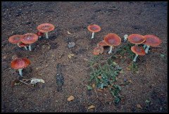 AmanitaMuscaria