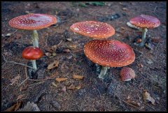 AmanitaMuscaria