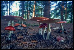 AmanitaMuscaria