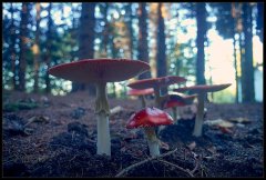 AmanitaMuscaria