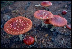 AmanitaMuscaria