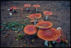 AmanitaMuscaria