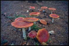 AmanitaMuscaria