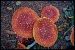 AmanitaMuscaria