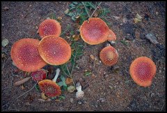 AmanitaMuscaria