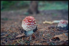 AmanitaMuscaria