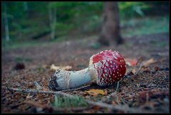 AmanitaMuscaria