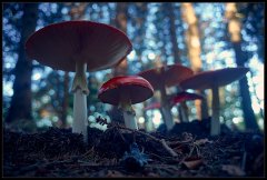 AmanitaMuscaria