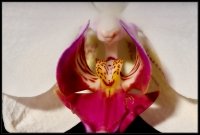 Orchidea