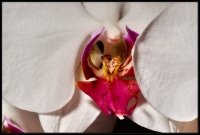 Orchidea