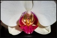 Orchidea