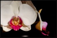 Orchidea