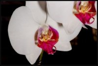 Orchidea