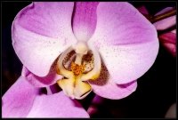 Orchidea