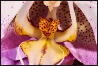 Orchidea