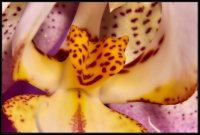 Orchidea