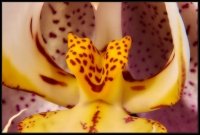 Orchidea