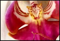 Orchidea