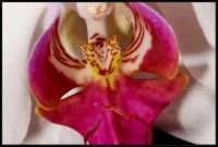 Orchidea