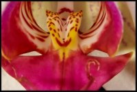 Orchidea