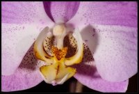 Orchidea