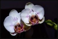 Orchidea