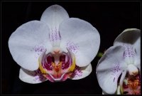 Orchidea