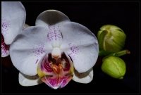 Orchidea